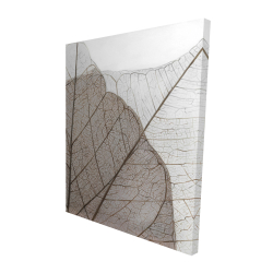 Feuilles séchées translucides