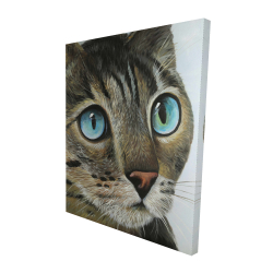 Curious cat portrait