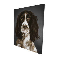 Springer spaniel anglais brun