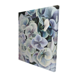 Colorful hydrangea flowers