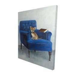 Chihuahua on a blue armchair