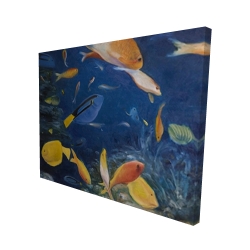 Poissons colorés sous l'océan