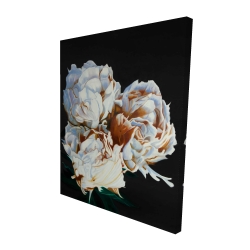 Pivoine en floraison