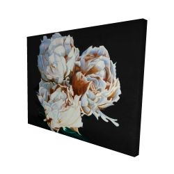 Pivoine en floraison