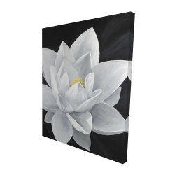 Overhead view of a lotus flower