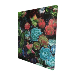 Set of colorful succulents
