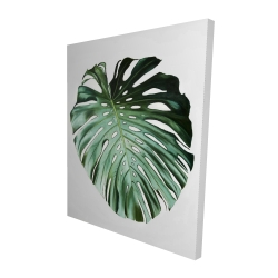 Monstera leaf