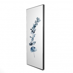 Feuilles d'eucalyptus bleu