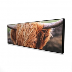 Portrait highland cow