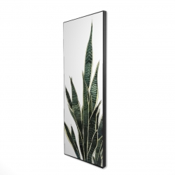 Encadré 16 x 48 - 3D - Plante couteau