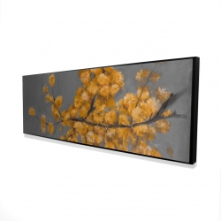 Golden wattle plant with pugg ball flowers