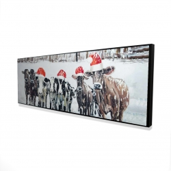 Curious christmas cows