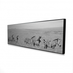 Zèbres dans la savane