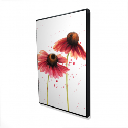 Two pink daisies