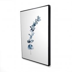 Feuilles d'eucalyptus bleu