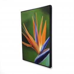 Framed 24 x 36 - 3D - Bird of paradise flower 