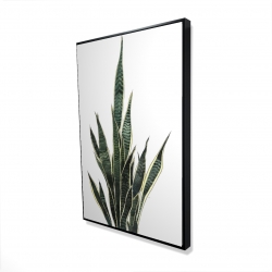 Encadré 24 x 36 - 3D - Plante couteau