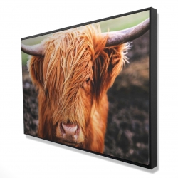 Portrait highland cow