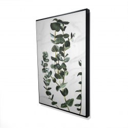 Eucalyptus stems