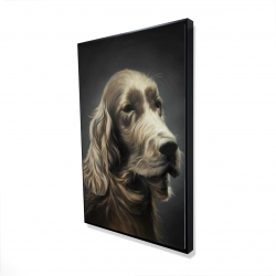 Field spaniel