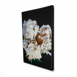 Pivoine en floraison