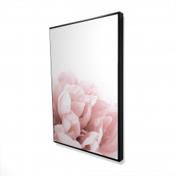 Peony flower dream