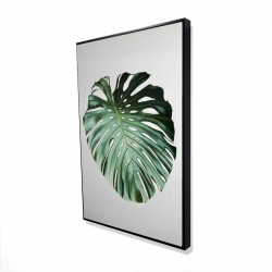 Monstera leaf