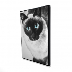 Chat siamois au yeux bleus