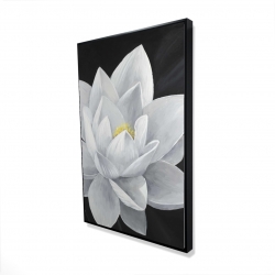 Overhead view of a lotus flower