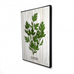 Coriandre sur bois