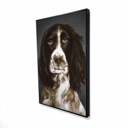 Springer spaniel anglais brun
