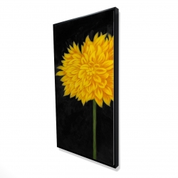 Yellow chrysanthemum