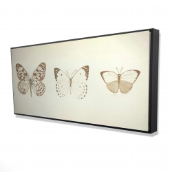 Sepia butterflies
