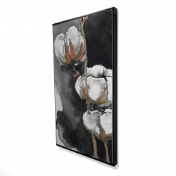 Fleurs de cotton