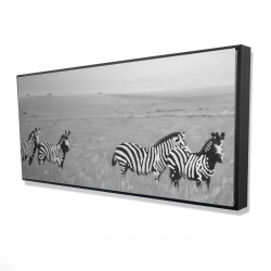Zèbres dans la savane