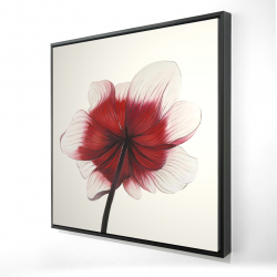 Anemone red flower