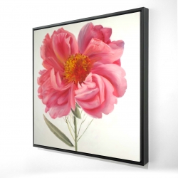 Pink peony flower