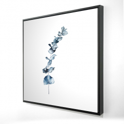 Feuilles d'eucalyptus bleu