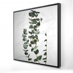Eucalyptus stems