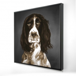 Springer spaniel anglais brun