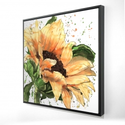 Sunflower in bloom