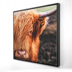 Portrait highland cow