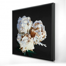 Pivoine en floraison