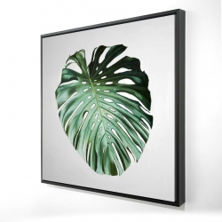 Monstera leaf