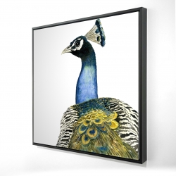 Watercolor peacock