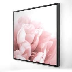 Peony flower dream