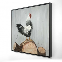 Coq wyandotte