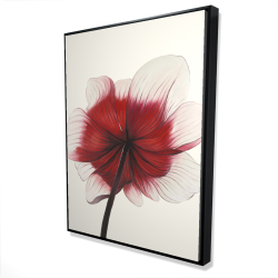 Anemone red flower