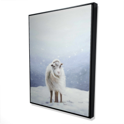 Long hair sheep
