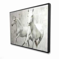 Two white horse running